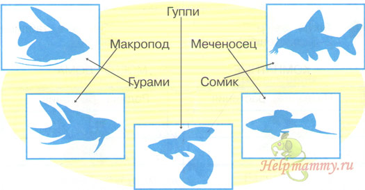 Фото Аквариумных Рыбок И Их Название