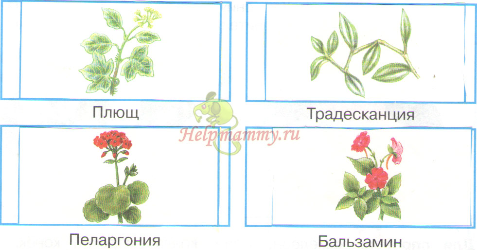 Название Растения По Фото В Яндексе