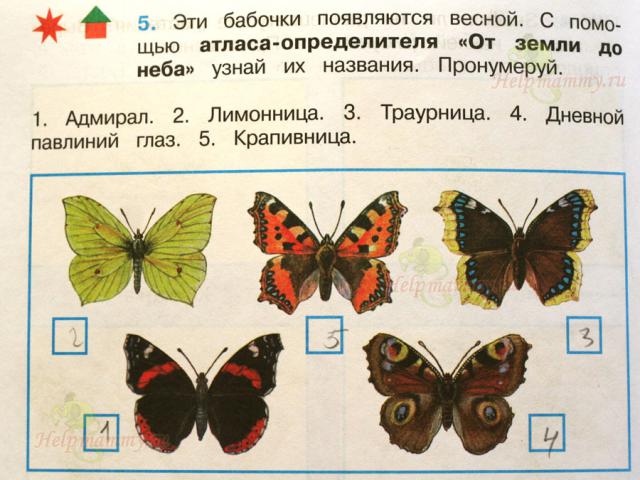 Сходства и различия бабочек 2 класс. Атлас определитель Плешаков бабочки. Дневные бабочки 2 класс атлас определитель от земли до неба. Дневные бабочки 2 класс атлас определитель. Атлас определитель бабочки 2 класс.